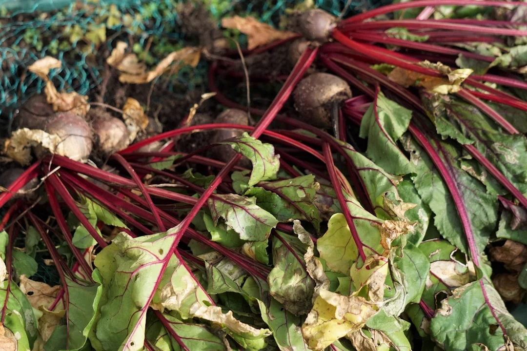 Beetroot Powder: Benefits, Uses and Why It's Worth Keeping in Your Kitchen